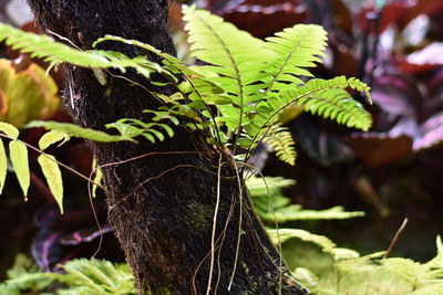 Close-up of leaves