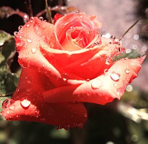 Close-up of water drops on rose