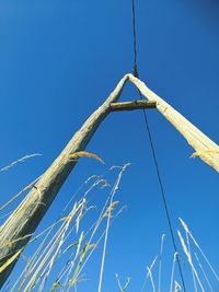 Low angle view of tree against blue sky