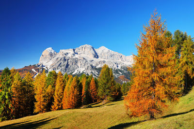 Scenic view of trees and mountains against clear blue sky