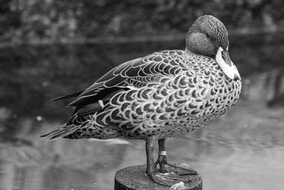 Close-up of a bird