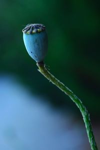 Close-up of flower buds