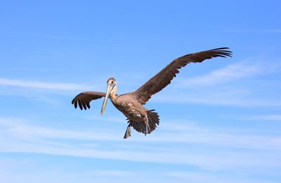 Low angle view of eagle flying