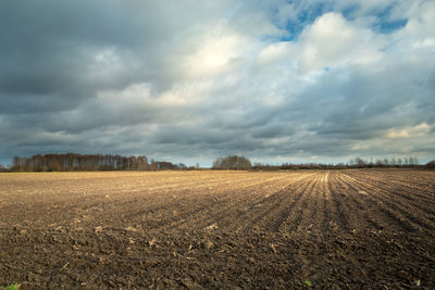 Brown ploughed field, forest on the horizon and cloudy grey sky