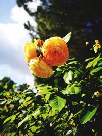 Close-up of yellow flower blooming outdoors