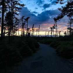 Road passing through forest