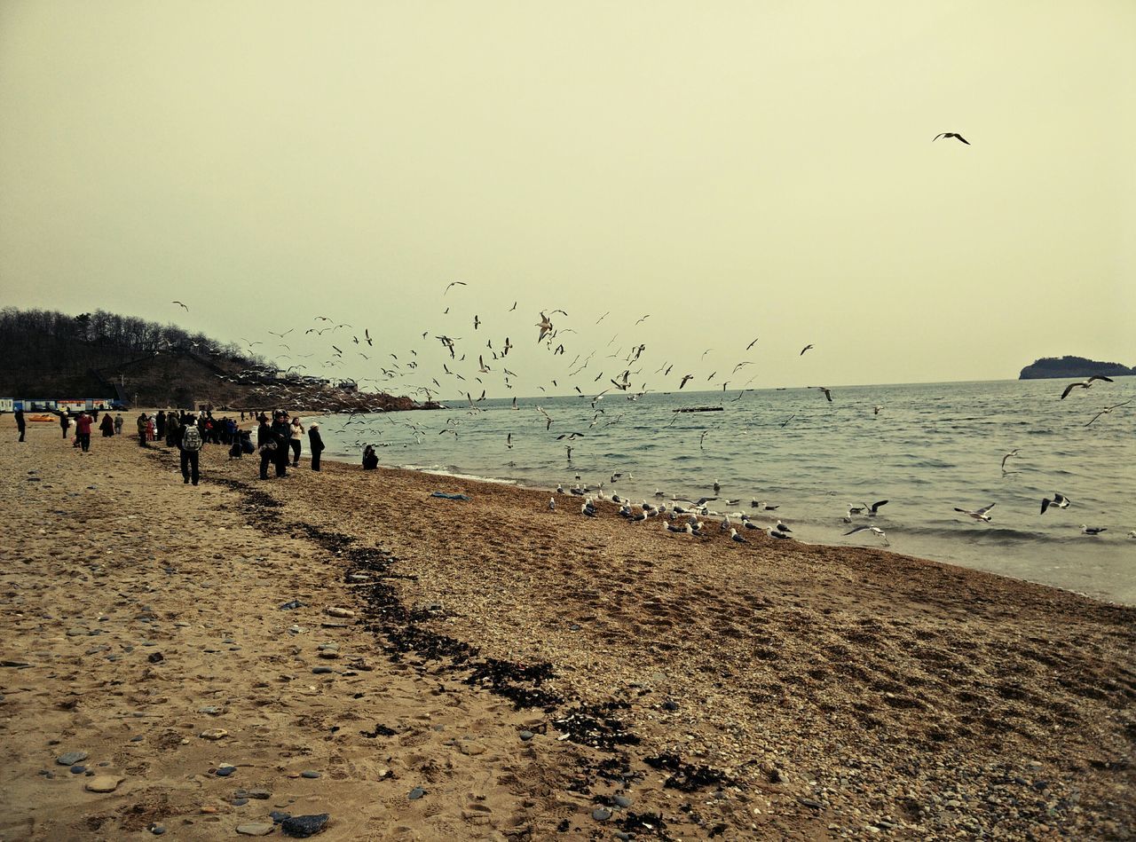 bird, animal themes, beach, flock of birds, animals in the wild, flying, sea, wildlife, water, sand, shore, horizon over water, sky, nature, medium group of animals, clear sky, scenics, tranquil scene, beauty in nature