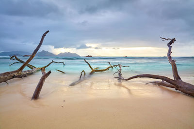 Driftwood on beach against sky