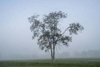 Tree on field against sky