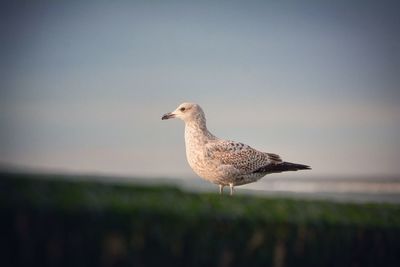 Seagull on beach 
