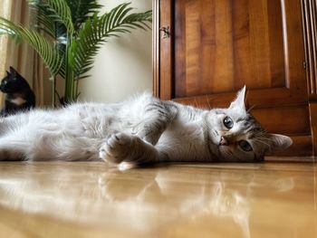 Cat sleeping on floor