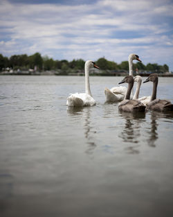 Swan swimming on lake against sky