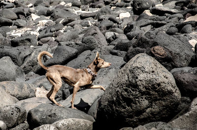 Rocks in the sea