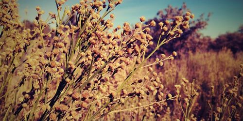 Close-up of plants growing on field against sky