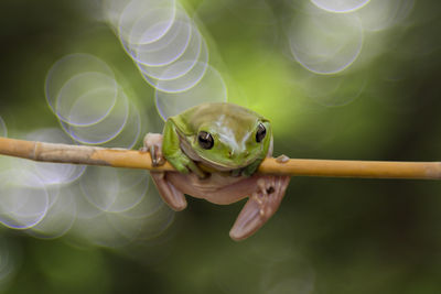 Close-up of frog on stick