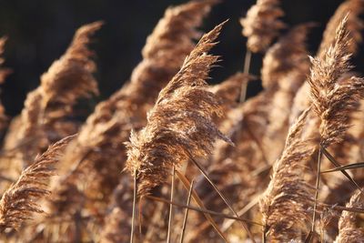 Close-up of dried plant on field