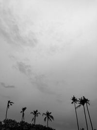 Low angle view of trees against sky