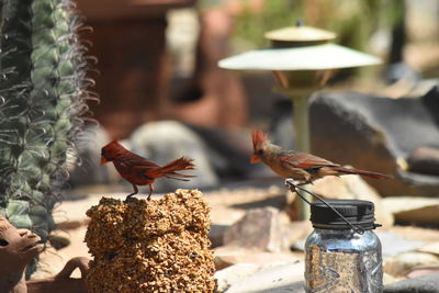Close-up of birds perching outdoors