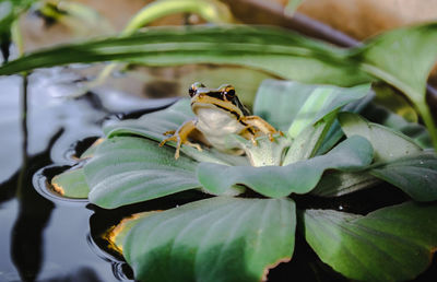 Close-up of insect on plant