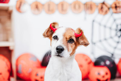 Jack russell dog at home during halloween wearing red evil horns. halloween party decoration