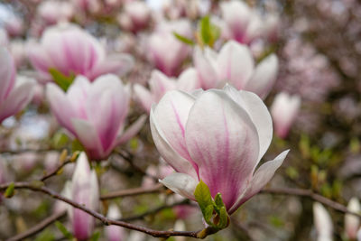 Close-up of pink flowers