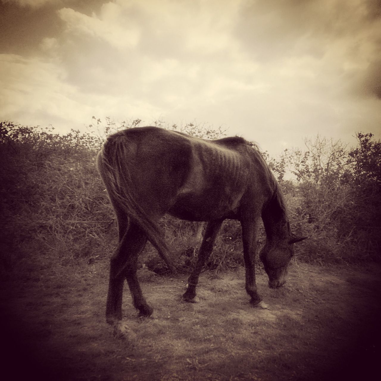 Horseback Beach Adventures