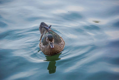 High angle view of mandarin duck swimming on lake