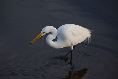 White duck in a lake