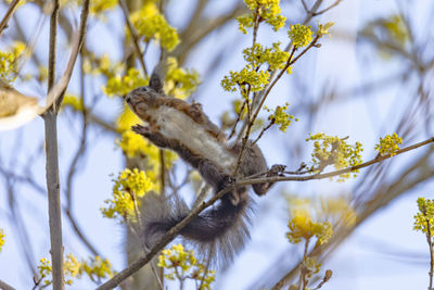 A squirrel sits on a branch and eats the flowers of a tree