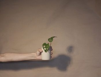Person holding a plant