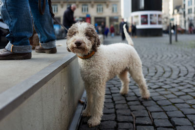 Dog on street