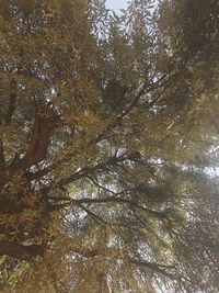 Low angle view of tree against sky