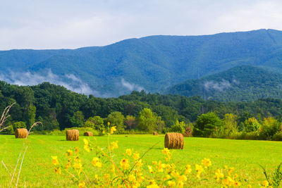 Scenic view of field against mountain