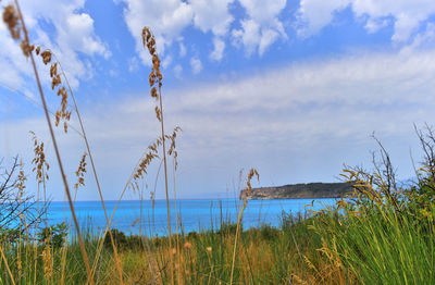 Grass on field against sky