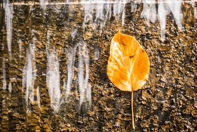 Close-up of autumn leaf on snow covered trees