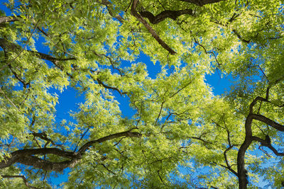 Low angle view of tree against blue sky