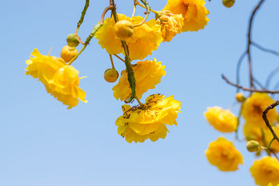 Low angle view of yellow flowering plant against clear sky