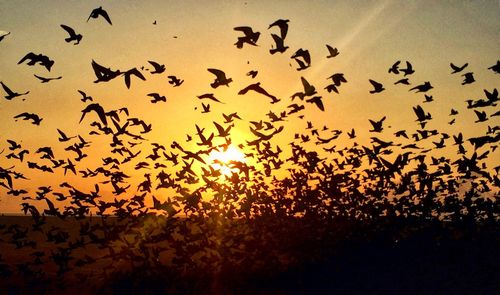 Silhouette birds flying against orange sky