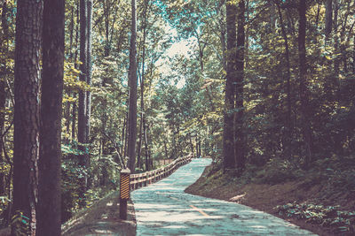 Scenic view of forest