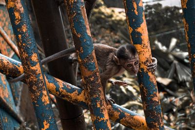 Close-up of monkey, baby monkey 
