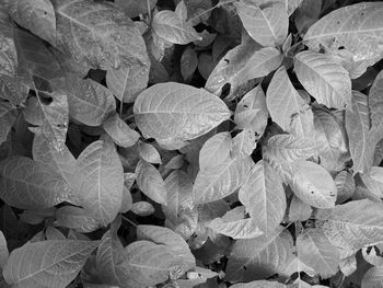 Full frame shot of leaves