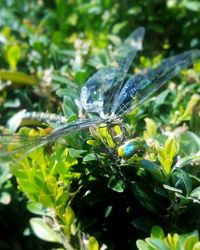Close-up of insect on plant