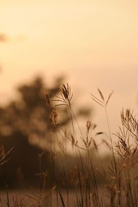 Close-up of stalks against sky during sunset