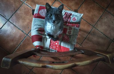 High angle portrait of cat sitting on floor