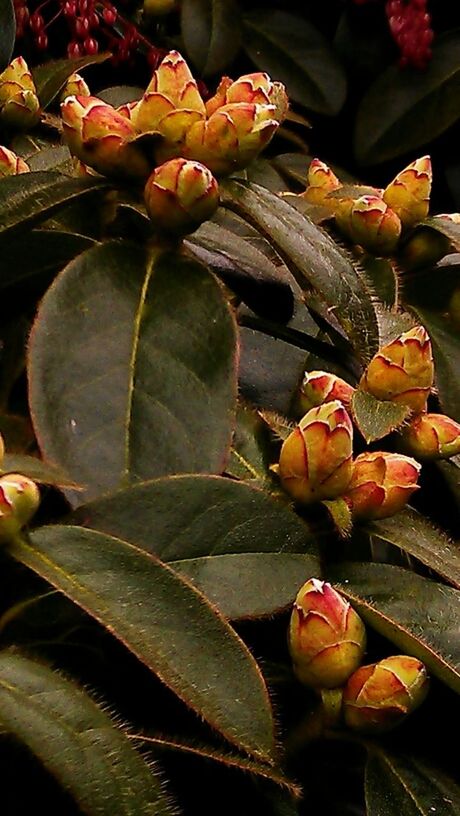 freshness, flower, leaf, growth, fragility, close-up, petal, nature, plant, beauty in nature, focus on foreground, outdoors, flower head, bud, no people, day, stem, blooming, water, sunlight