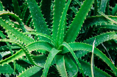 Full frame shot of spiky aloe vera plant