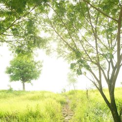 Trees on grassy field