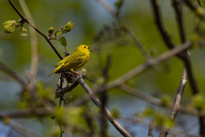Low angle view of bird perching on branch