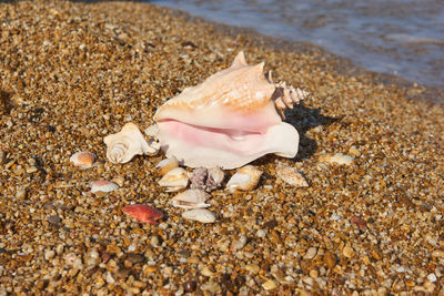 Close-up of seashell on beach