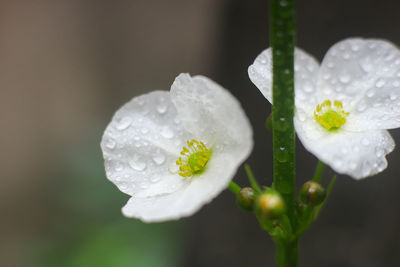 Close-up of raindrops on white flower